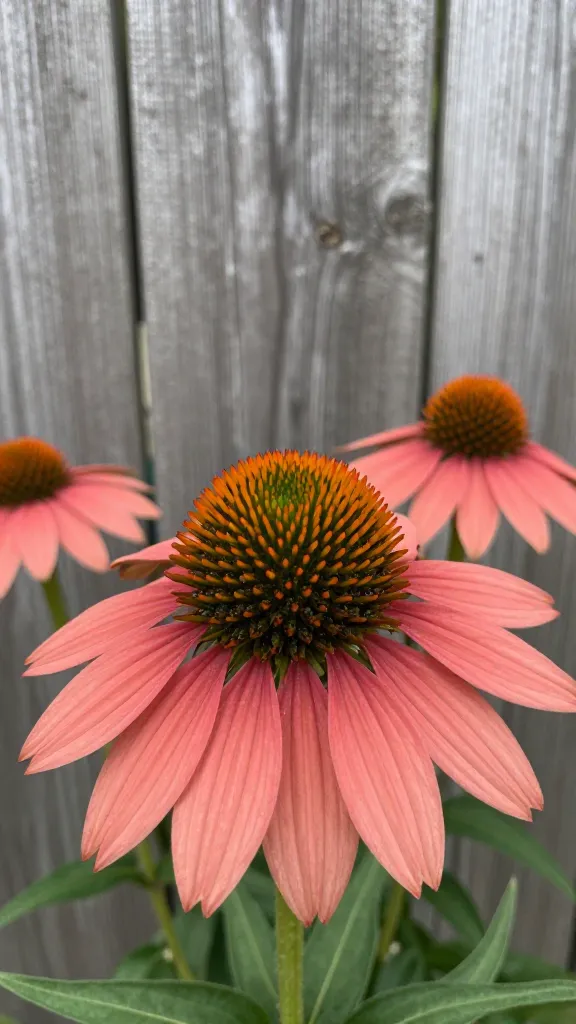closeup of coral coneflower against weathered wood fence